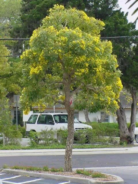 cây chuông vàng